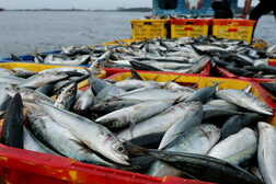 なぜマイワシもっと食べない？ 漁獲量も漁業者も「激減」の日本漁業、温暖化への意外な対抗策は