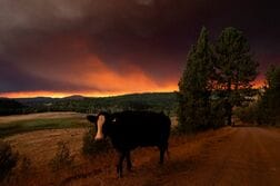 加ブリティッシュコロンビア州、山火事でワイン産地に数年の影響も