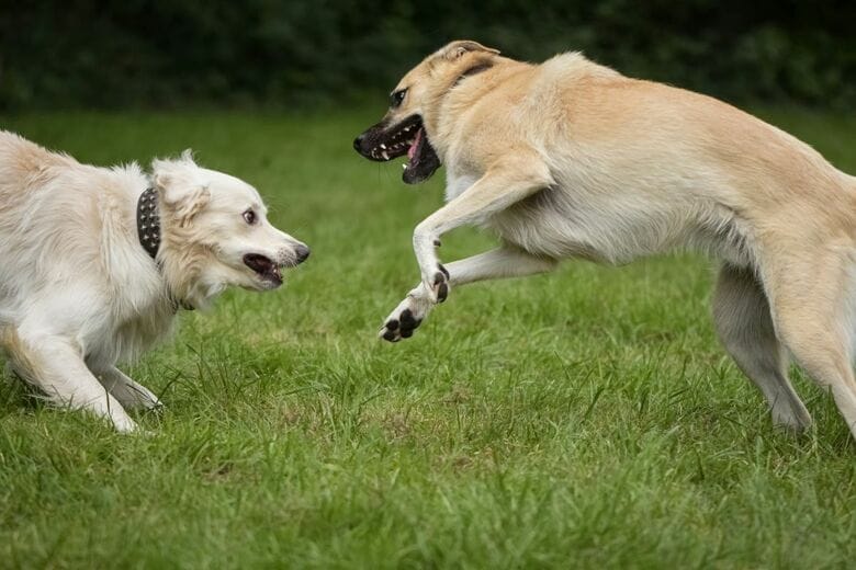 犬が襲いかかる前に見せる兆候とは（写真はイメージです）　Alexas Fotos-Unsplash