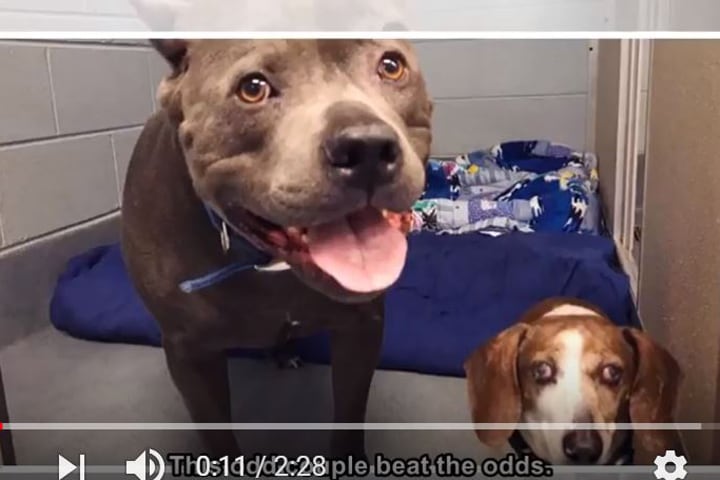 2匹はかたときもお互いの側を離れない親友　SideTV-YouTube