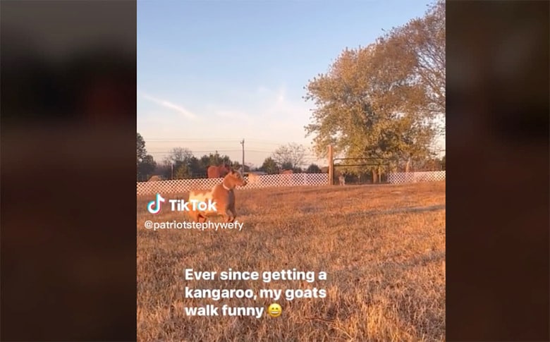 @kiwifarm21/TikTok