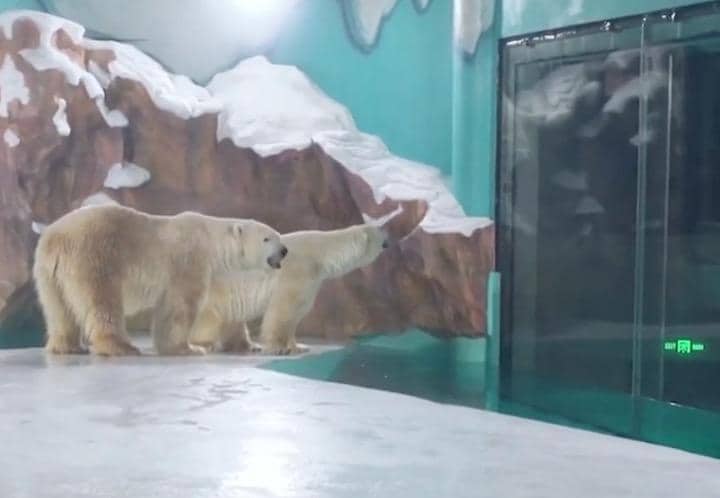 各国から非難の声があがった「ホッキョクグマ・ホテル」......  The Animal Reader-YouTube