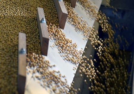 　１月３１日、中国税関総署が３１日発表した統計によると、１２月の米国産大豆の輸入は３０９万トンと、前年同月の４４倍に急増した。写真は選別される大豆。ノースダコタ州 ファーゴで２０１７年１２月撮影（２０２０年　ロイター／Dan Koeck）