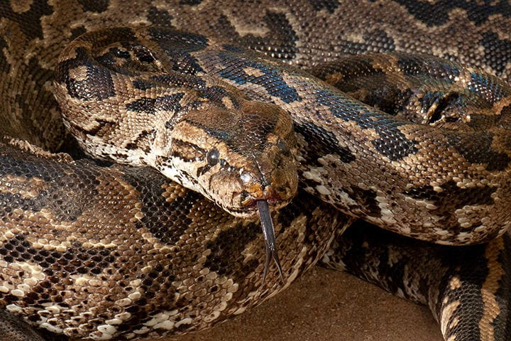 （写真はイメージです）　Shumba138-iStock