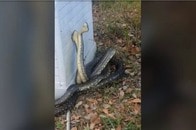 【動画】「想像してた動きと全然違う」 ヘビvsヘビの決闘シーンを撮影...意外な「戦い方」に驚きの声