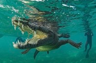 【動画】住宅のプールに3メートル級の巨大ワニ...緊迫の捕獲シーンに「危険すぎる」の声