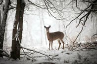 北米からシカの狂牛病=狂鹿病が、世界に広がる......