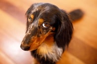 TV司会者の「無能」という言葉を聞き、即座に飼い主を見る犬　「横目やめて」とネット民