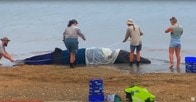 【映像】座礁したクジラを海に返そうと人々が連携、結果は？