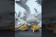 【動画】フロントガラスに何度激突してもフライドポテトを諦めないカモメたちの執念