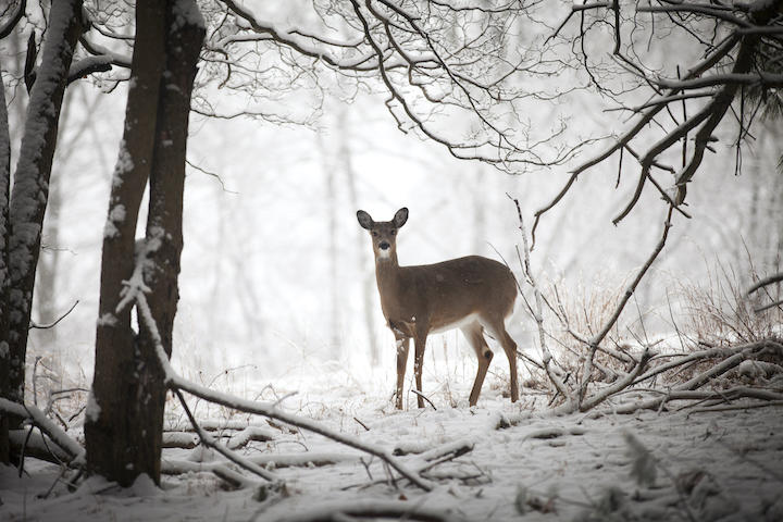これまでに日本での感染は確認されていない...... photographer3431-iStock