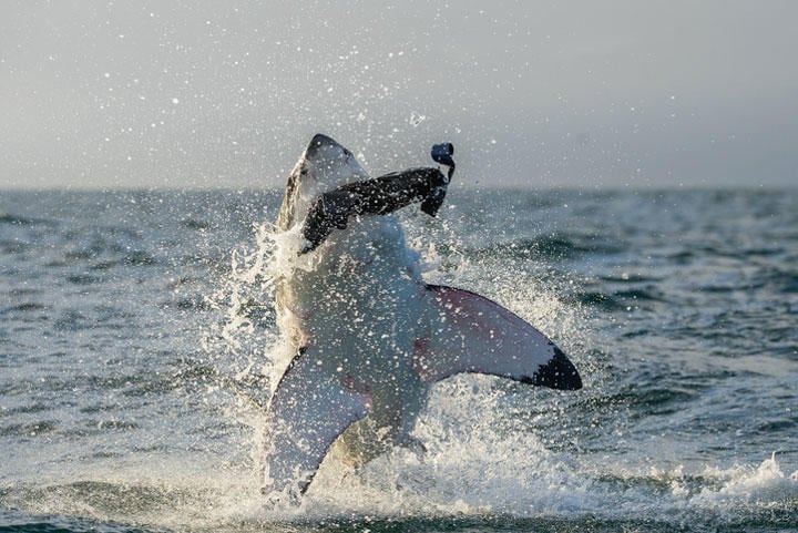 疑似餌に飛びつくホオジロザメ（南アフリカ）　USO/iStock.
