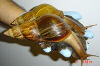 ヒトに脳炎起こす、20センチの巨大カタツムリ　10年越しに根絶　米