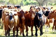 「100年後には肉食は廃れているかもしれない」それでも、肉はおいしい...