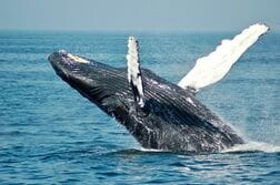 死んだクジラがクルーズ船に引きずられて港に…年間2万頭が衝突死の過酷すぎる現実