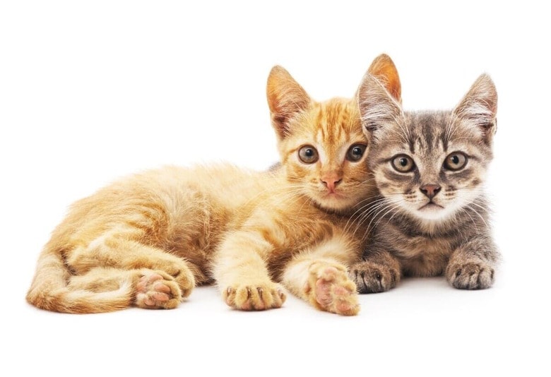 Oleksandr Lytvynenko／Shutterstock