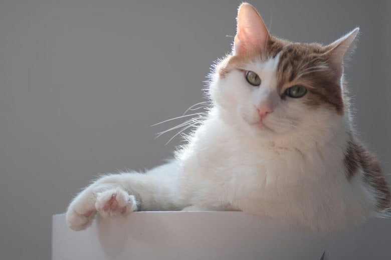 猫が飼い主を思いやることもある（写真はイメージです）　Eeelsahey Oo-Unsplash