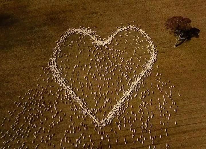 羊で叔母への最後のメッセージを送った　Guardian News-YouTube