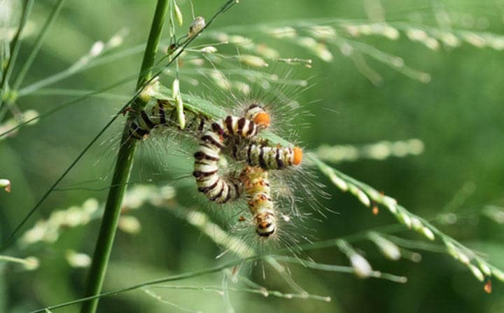 大人たちが冬の「堆肥戦争」に忙しい時期、学生たちは毛虫取りに動員される（画像はイメージ写真）　Anant_Kasetsinsombut/iStock.