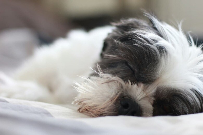 ソファは犬にとっても大切なくつろぎの場所（写真はイメージです）　loerat poodles-Unsplash