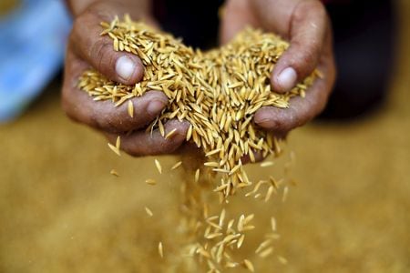 　８月７日、タイのジュリン商務相は、同国は輸出と国内消費用に十分な生産量を確保しているとして、コメの輸出を停止する理由はないと言明した。写真はウドーンターニーで２０１５年９月撮影（２０２３年　ロイター／Jorge Silva）