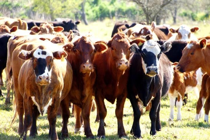 写真はイメージ　Valeria Blanc-iStock