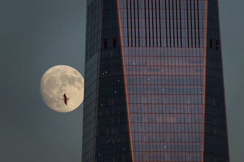 From Gary Hershorn <a href=\"https://www.instagram.com/p/BcLcegFBsFN/\"target=\"_blank\"><u>@garyhershorn</u></a>