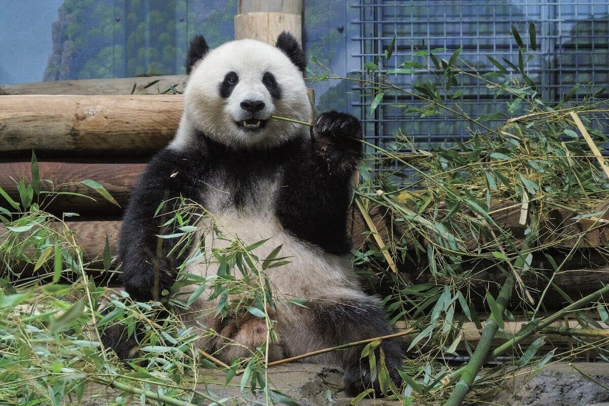 パンダ外交の原点──1928年発、ルーズベルト兄弟が挑んだヒマラヤ探検
