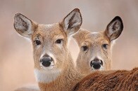二度見不可避...　ヘビをむしゃむしゃ食べるシカの映像に世界が驚愕
