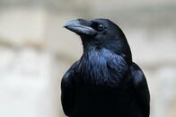 ワタリガラスの知能は大型の類人猿並みであることが明らかに