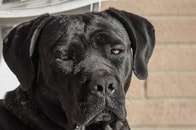 【動画】左足がソファから滑り落ちるせいで昼寝できない犬