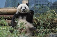 パンダ外交の原点──1928年発、ルーズベルト兄弟が挑んだヒマラヤ探検【note限定公開記事】