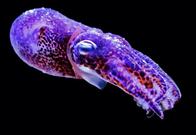 「イカには自制心が備わっている」との研究結果