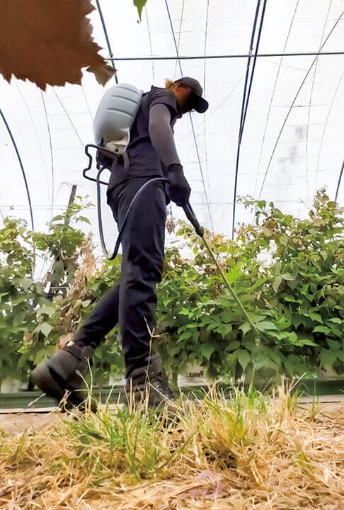ワーホリ先で毎日8~10時間除草剤をまく日本人