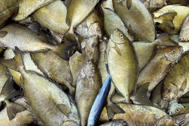 臭みが強くて食べられなかったアイゴ