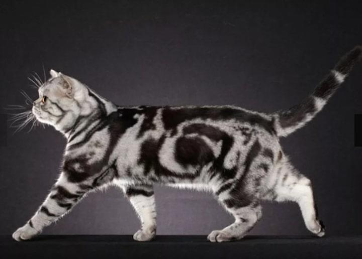 4American Shorthair.jpg