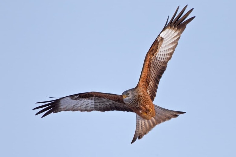 Peter Schwarz／Shutterstock