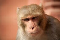中国「ヒトの遺伝子をサルの脳に移植、認知機能を改善させた」に批判が集まる