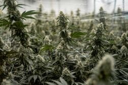 米、一部の大麻の薬物分類変更　業界活性化の可能性
