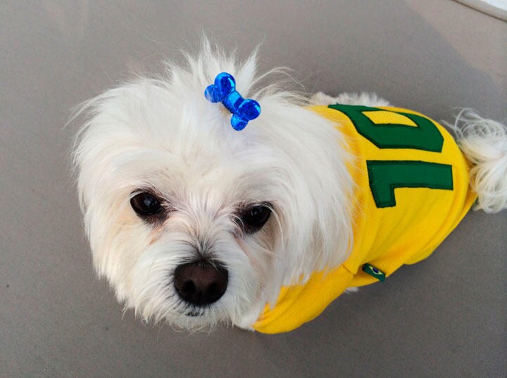webw190214-dog.jpg