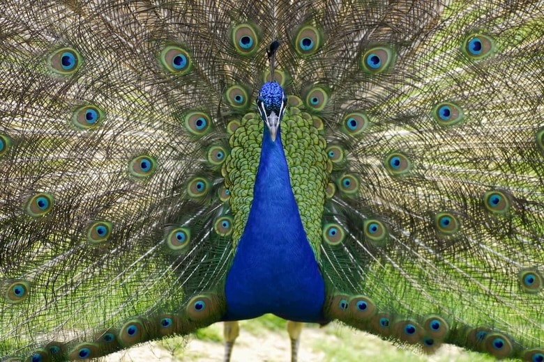 （写真はイメージです）　D.Iwaszko-Shutterstock