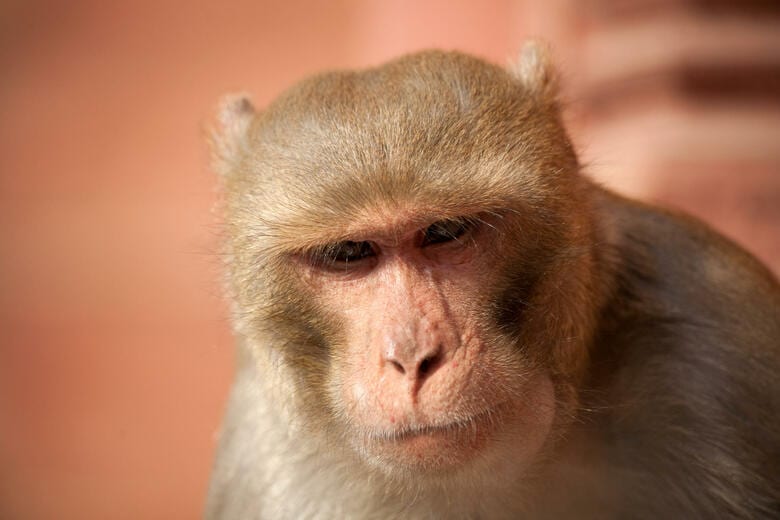 「類人猿のヒト化は害をもたらす」と警告moBDphoto -iStock