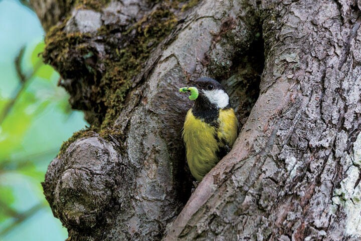 シジュウカラの仲間と毛虫の関係も気候変動の影響を受ける　MMCEZ/SHUTTERSTOCK