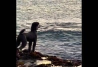 「あまりに尊い...」野生のアザラシに「恋をした」プードル犬...2週間ぶりの再会で「まさかの行動」の2匹にSNS涙