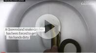 【動画】便器の中にヘビ、男性が素手で引っ張り出す