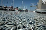 酸素のない海域「デッドゾーン」が急速に拡大しており、甚大な影響を及ぼす