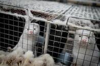 コロナが改めて浮き彫りにした「毛皮工場」の存在......年間約1億匹もの動物が屠殺されている