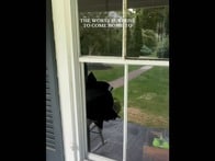 「最悪のサプライズ」...まさかの生物に「自宅を占拠」された女性の映像にSNS震撼「これは、保険きくかな？」