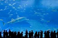 単なる観光スポットではない──魚たちを守る水族館を財政難から守れ