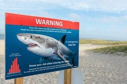 人気観光地で5メートルのサメに襲われて男性死亡…サメを引き寄せた「ある行動」とは